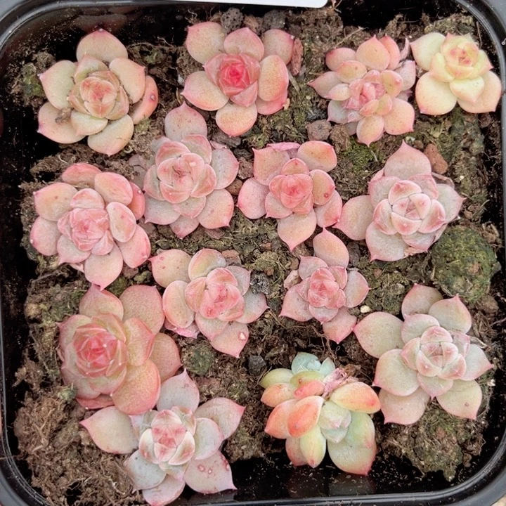 糖心一物一拍344