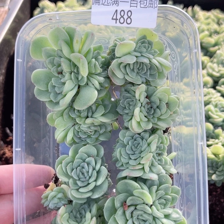 麦秆一物一拍488