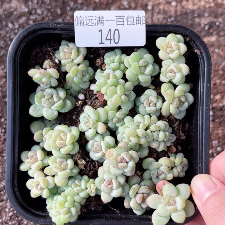 圆滚滚一物一拍140