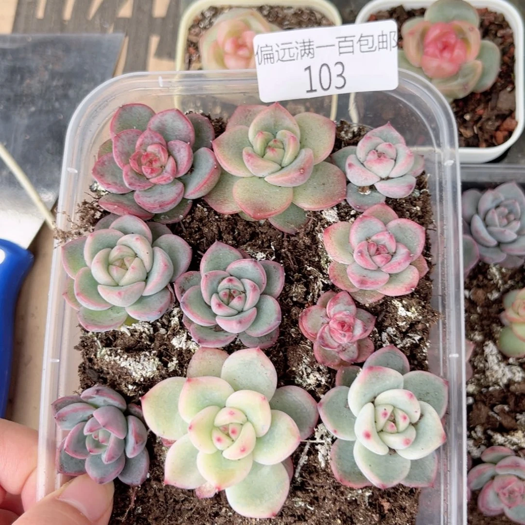 珍妮一物一拍103