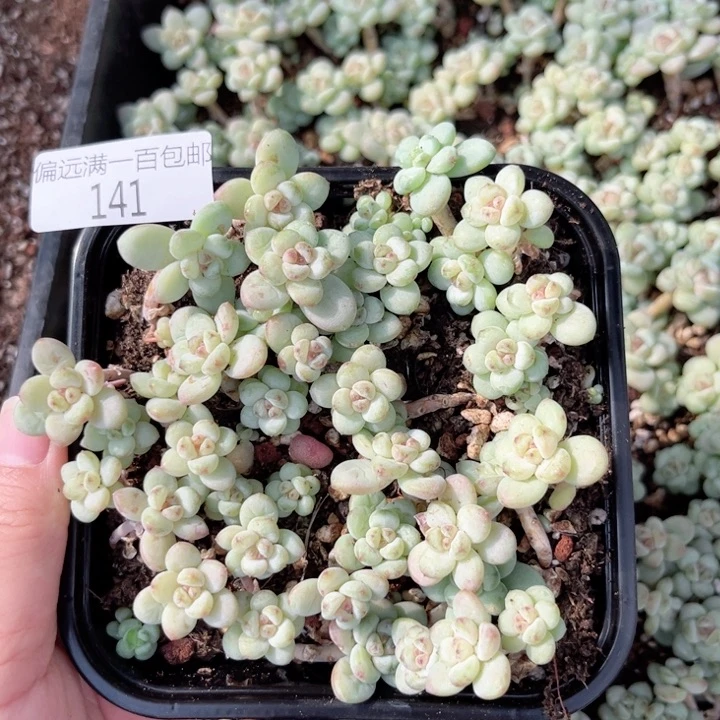 圆滚滚一物一拍141