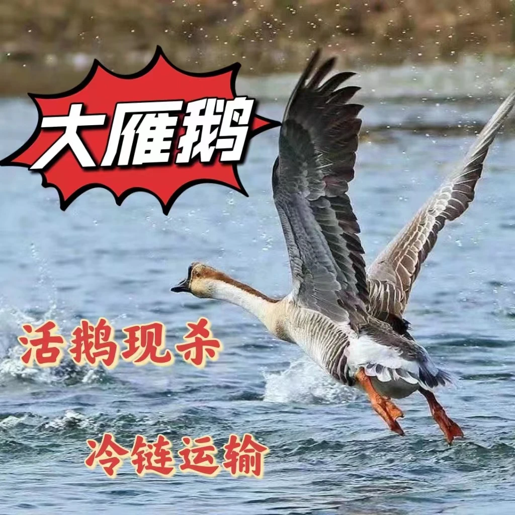 大雁鹅拍一送一/一只净重4斤 到手2只 8-9斤