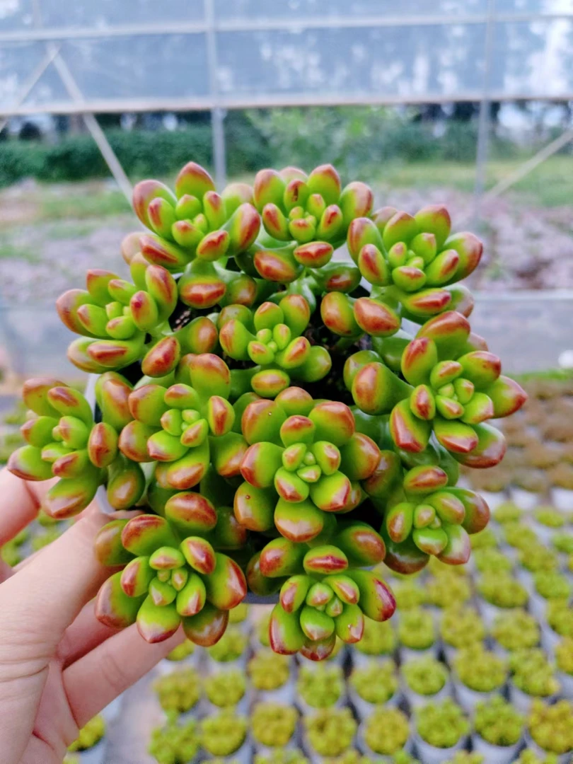 丸叶松绿多肉植物 阳台庭院办公盆栽 耐寒耐旱 新手好养