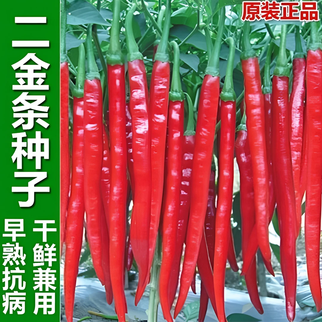 香辣二金条辣椒种子红线辣椒荆条蔬菜种籽长辣椒香味高产