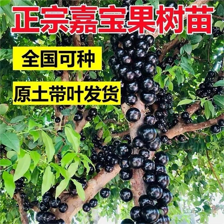 四季红妃嘉宝果树苗树葡萄苗可地栽盆栽庭院阳台种植带土原杯发货