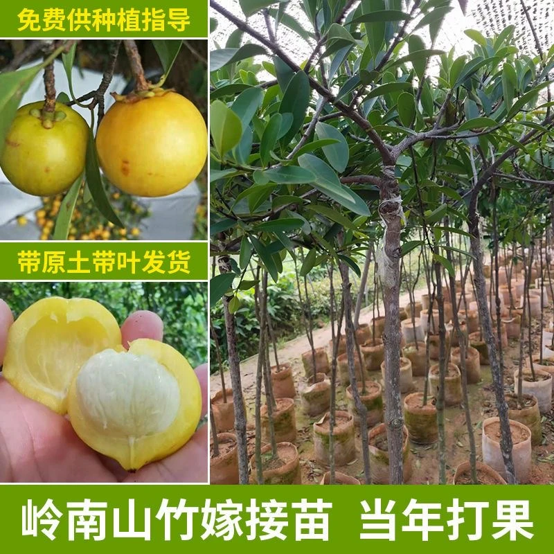 岭南山竹树苗带叶带土南方种植庭院种植紫色地栽盆栽绿植四季成活