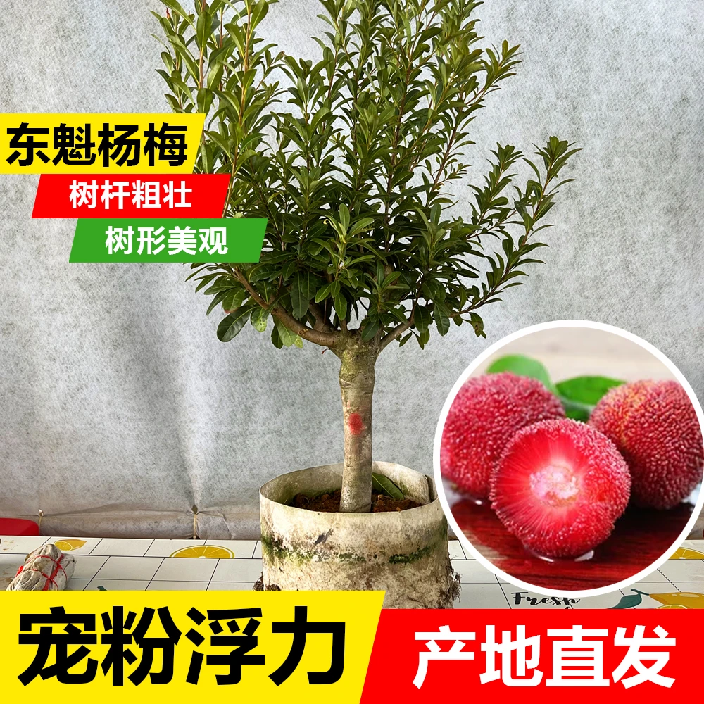 东魁杨梅果树苗/大苗 当年可结果/房前屋后小院种植/原土原叶发货