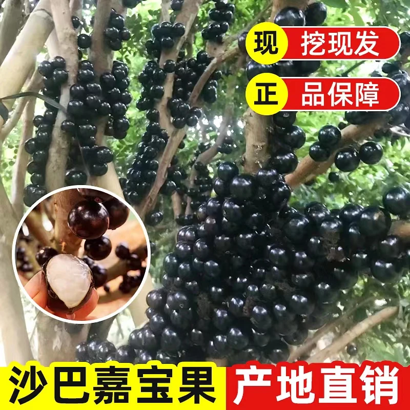 嘉宝果树苗庭院花盆栽树葡萄苗四季种植耐寒当年结果带土带叶发货