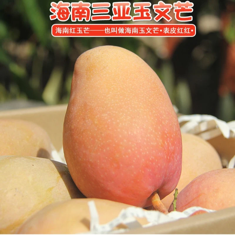 【收到即食】海南三亚甄选好吃玉文芒果红玉芒当季水果礼盒顺丰包邮