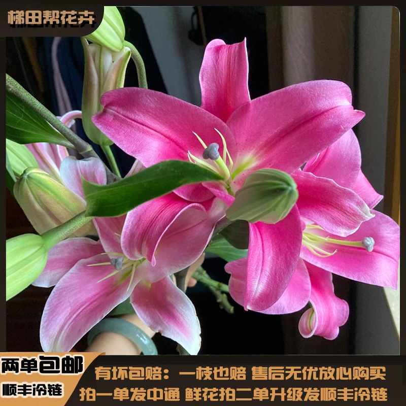 【梯田帮】罗宾百合花鲜切花任意两单或以上包邮
