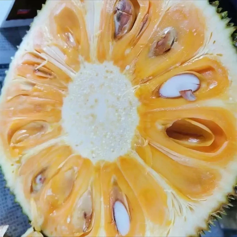 【哈拉秀严选】越南菠萝蜜 6.5-16斤1粒装