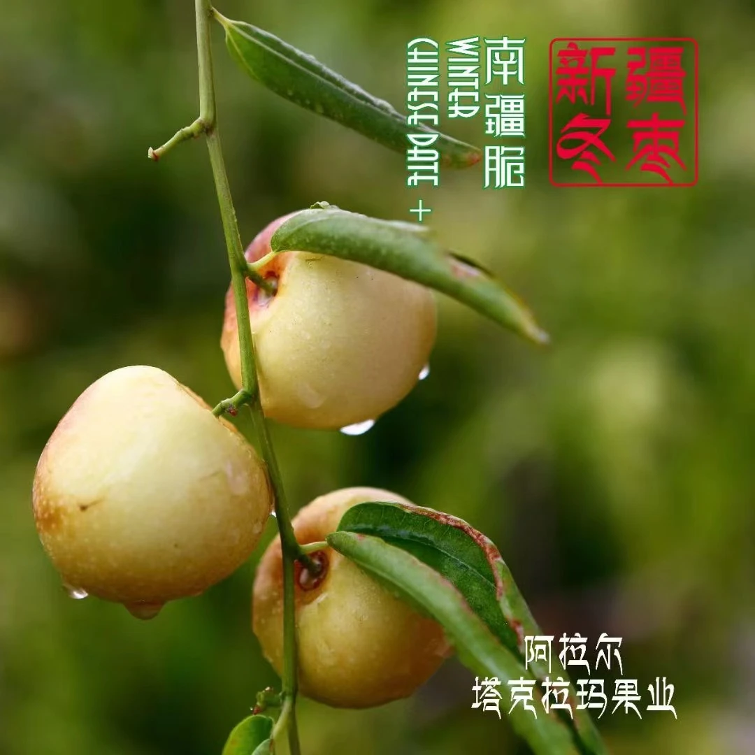 【哈拉秀严选】“南疆脆” 新疆冬枣1.8斤以上新鲜水果
