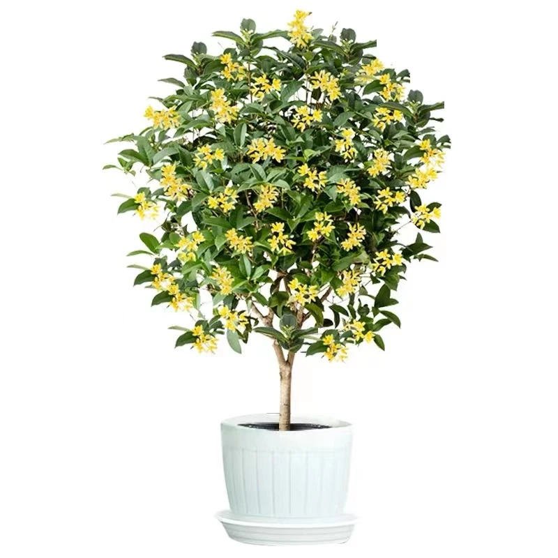 四季桂花浓香型盆栽月月桂花盆栽耐寒室内外庭院地栽阳台绿植花卉