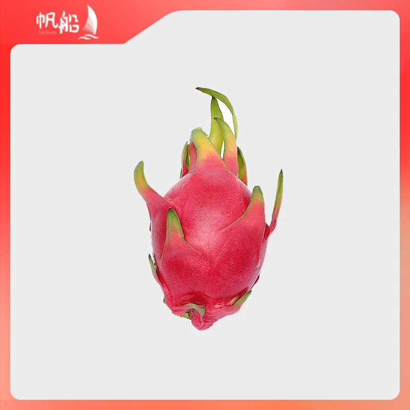 【特价】3个帆船白芯火龙果（3个约510g左右）