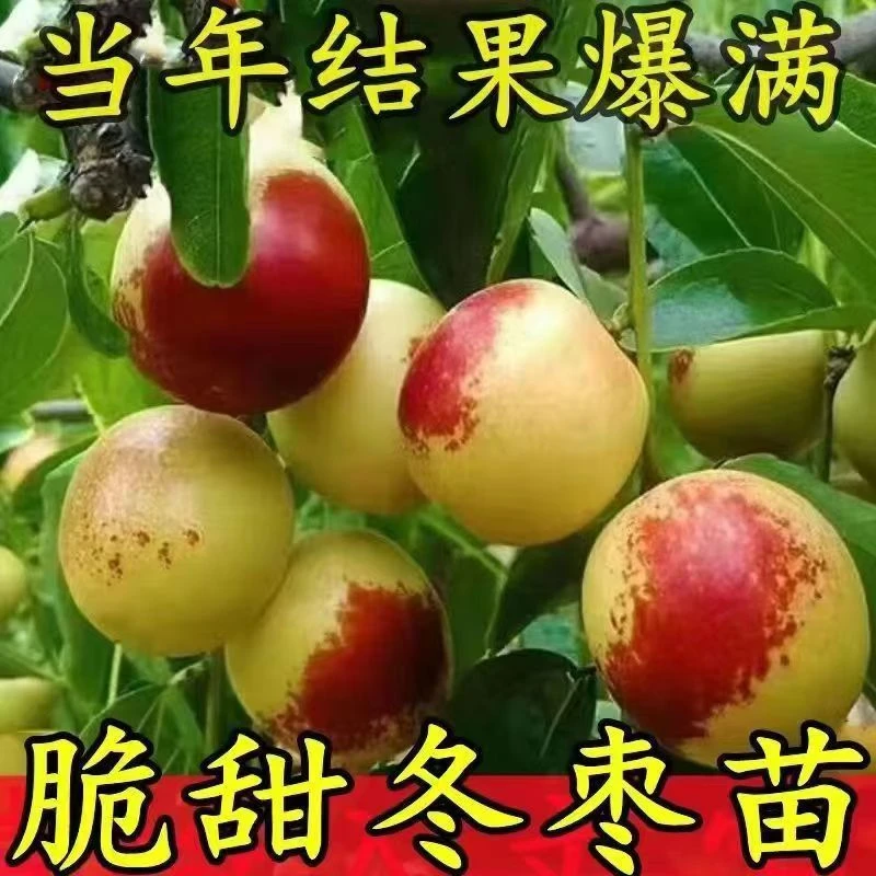 正宗嫁接枣树树苗沾化冬枣树苗三代新品种特大超甜现挖现发