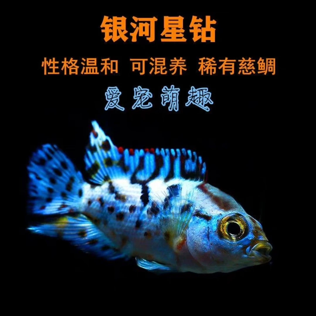 银河星钻三湖慈鲷