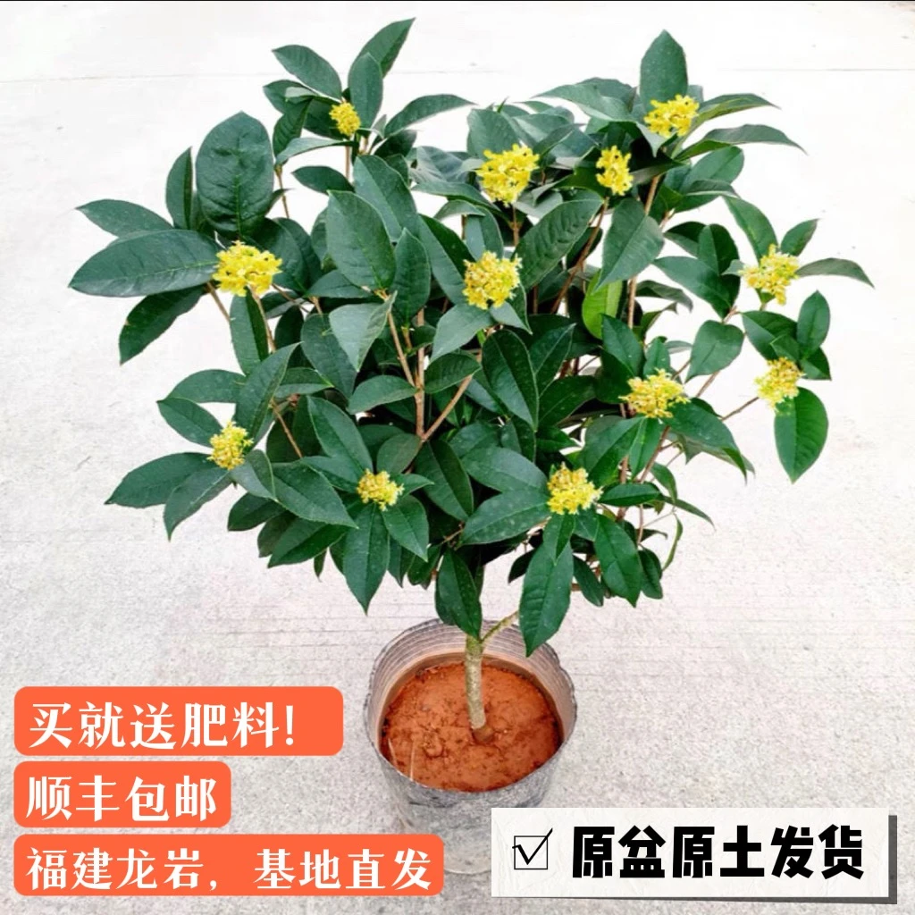 四季桂花树月月桂开花香气宜人室内室外皆可【五年苗】精品