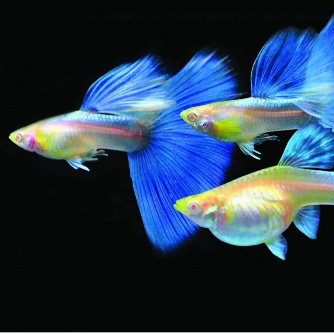 精品纯种天空蓝孔雀鱼小型热带鱼胎生好饲养蓝白新手易活淡水鱼