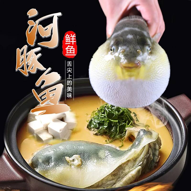 河豚鲜150g~250g活处理北京闪送到您家