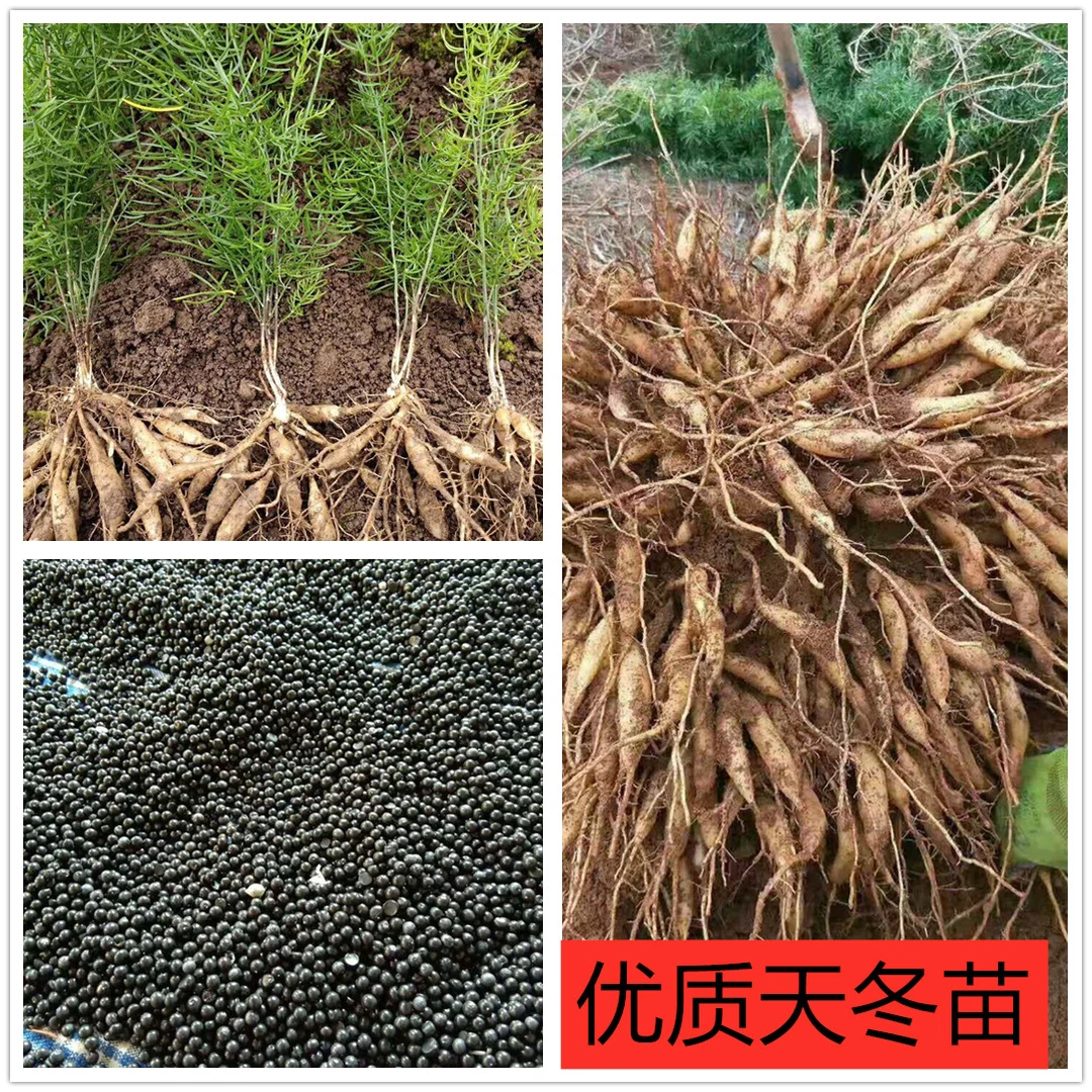 广西正宗高产良种天冬中草药天冬种苗种子发芽率高