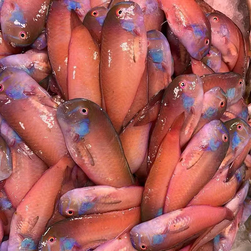 惠来资深港，神泉港网捕红心仔/老鼠鱼3-5斤香煎美味，小朋友最爱。