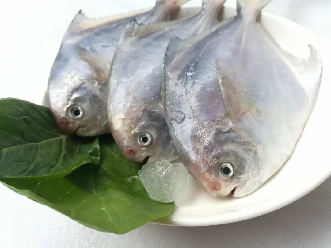 《台州阿玲》东海野生小鲳鱼 当天进港小船货 四斤起