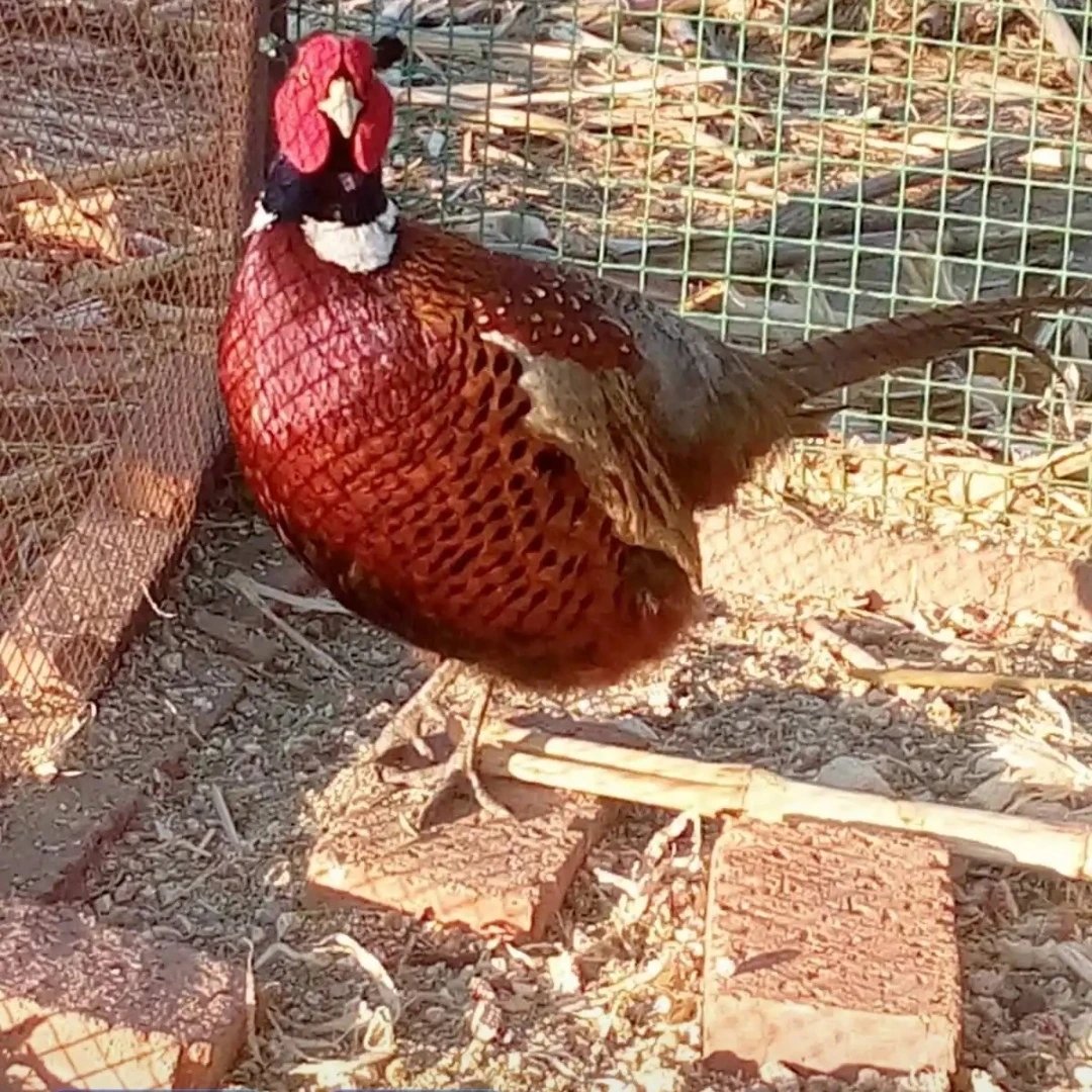 1只七彩公山鸡   挑打架鸡    (2.7斤在右) 包冰率10%以内