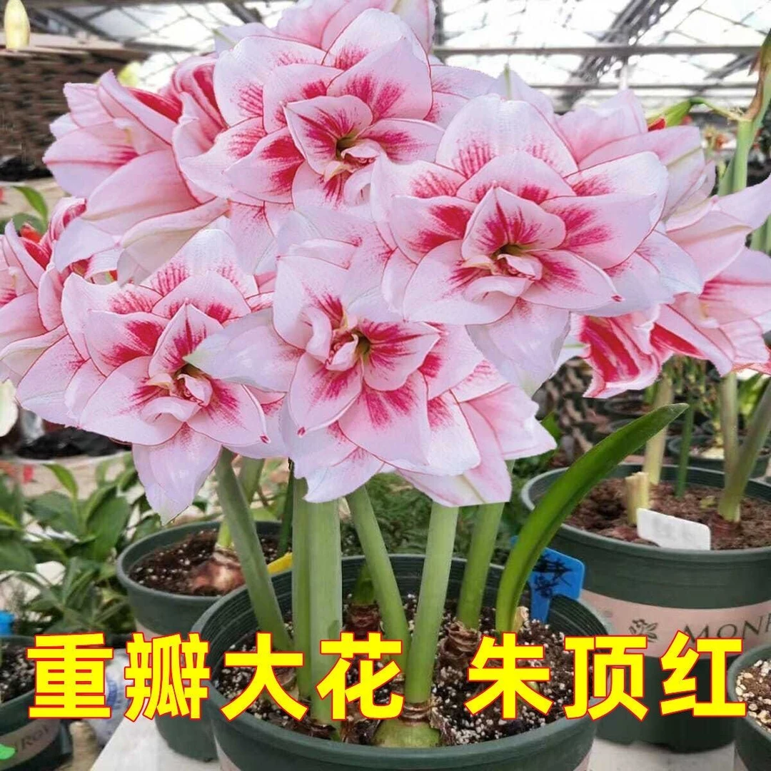 【组合福利】朱顶红 鬼魅安吉拉皮皮组合装，新人福利当年开花