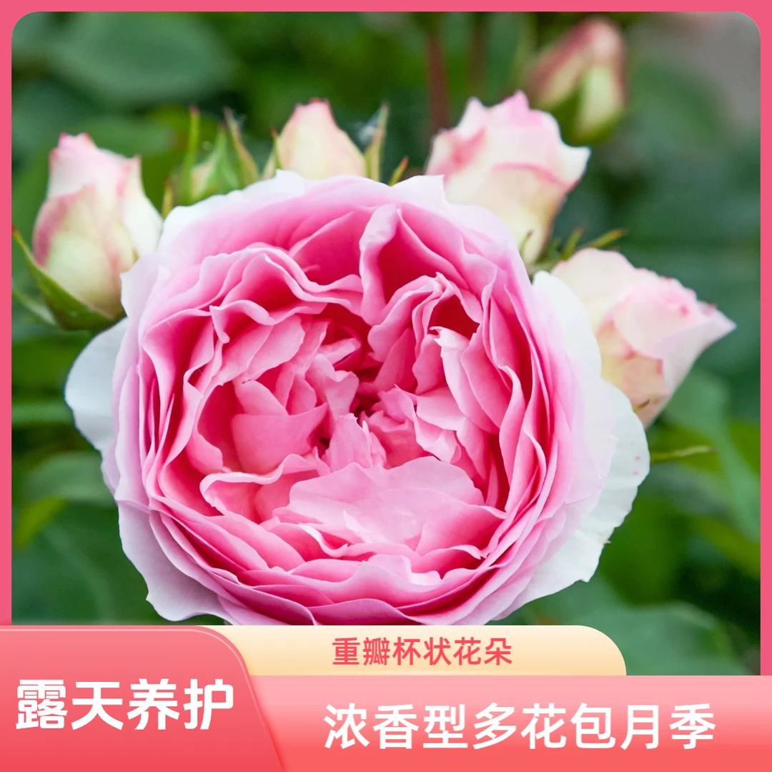 【浪漫索菲亚】1.5加仑2-3年露天养护浓香型多花花春季精品重瓣花型