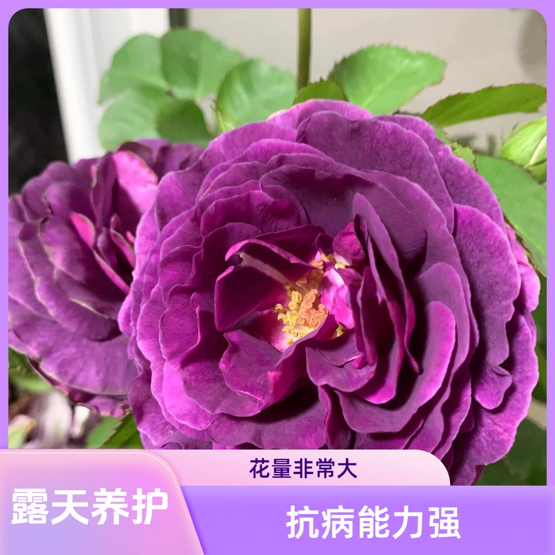 【比利时】1.5加仑2-3年露天养护高雅紫色大花浓香型月季花庭院花卉