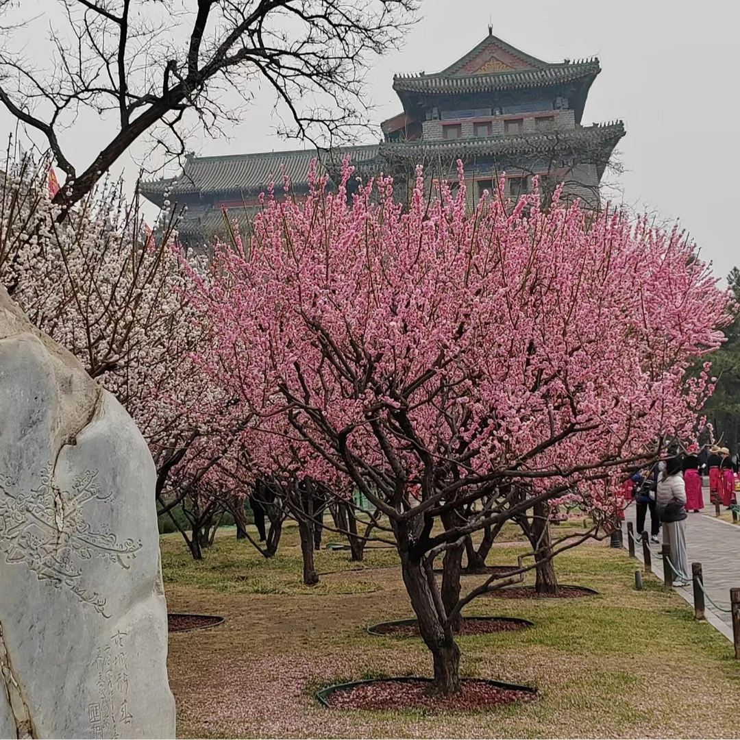 【一物一拍】杏梅苗木基地批发园艺树苗