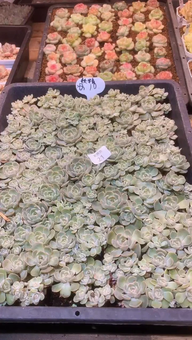 【闪购商品】021号 Q10妖精  保8颗 切糕量拍