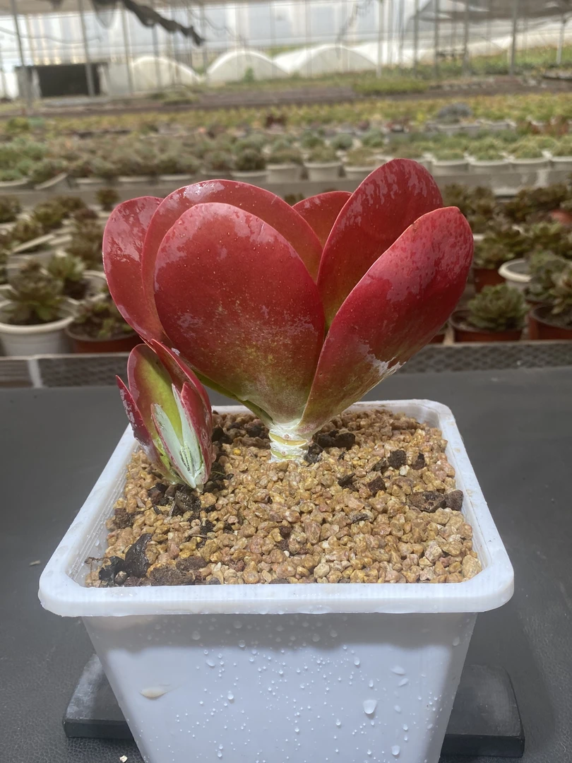 （唐印）麦鹿鹿多肉植物量拍链接