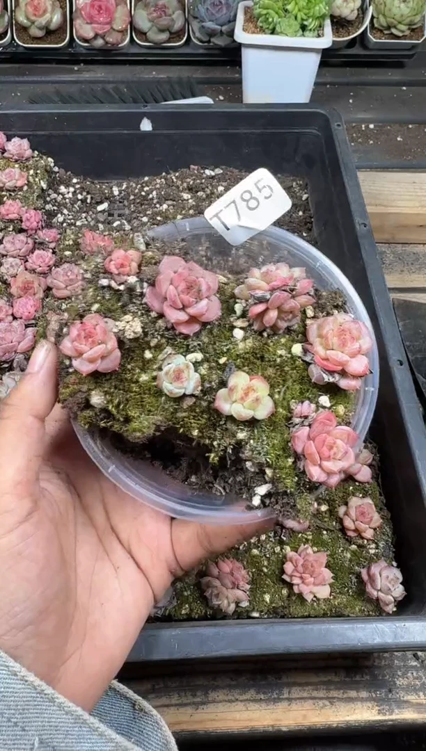 【闪购商品】T785珍妮量拍