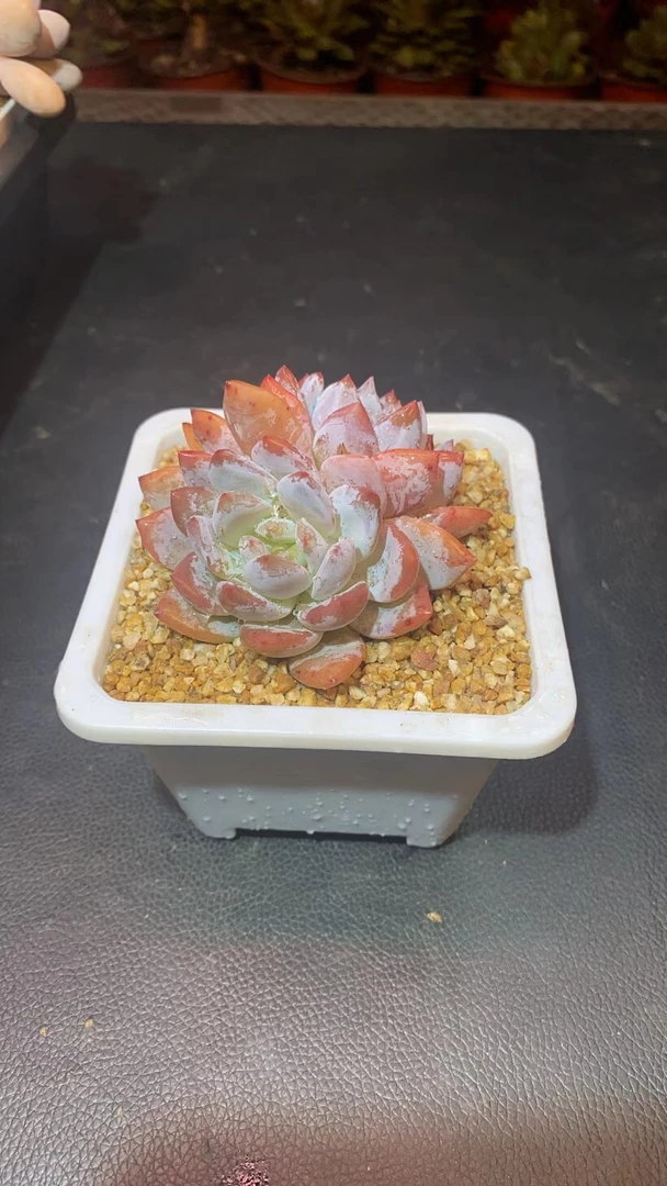 （仙女橙）麦鹿鹿多肉植物量拍链接麦鹿鹿多肉植物量拍链接