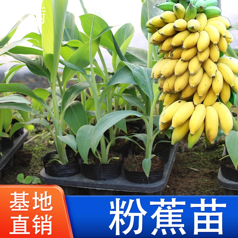 香蕉苗树苗威廉斯B6粉蕉苗南方香蕉苗粉蕉巴西蕉矮化中蕉9号