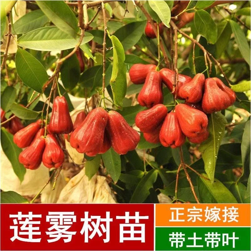 莲雾树苗嫁接黑金刚大叶红莲雾果树苗带土带叶黑糖芭比莲雾苗