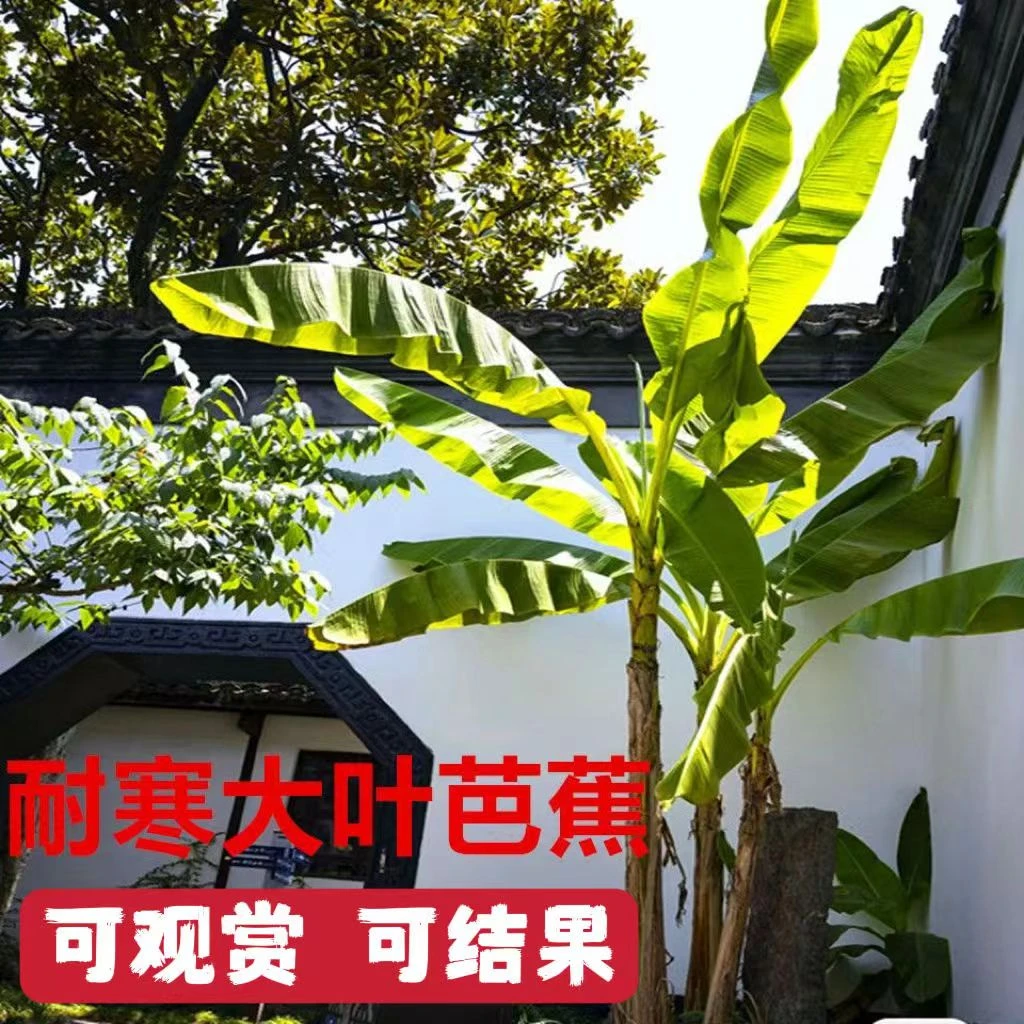 芭蕉树苗庭院大型绿植花卉耐寒观赏香蕉树苗盆栽大叶植物室内