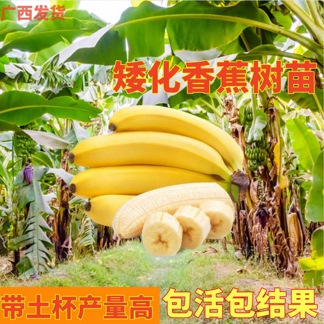 正品广西香蕉树苗粉蕉桂1桂9中焦威廉B6矮化品种当年结果带土带叶