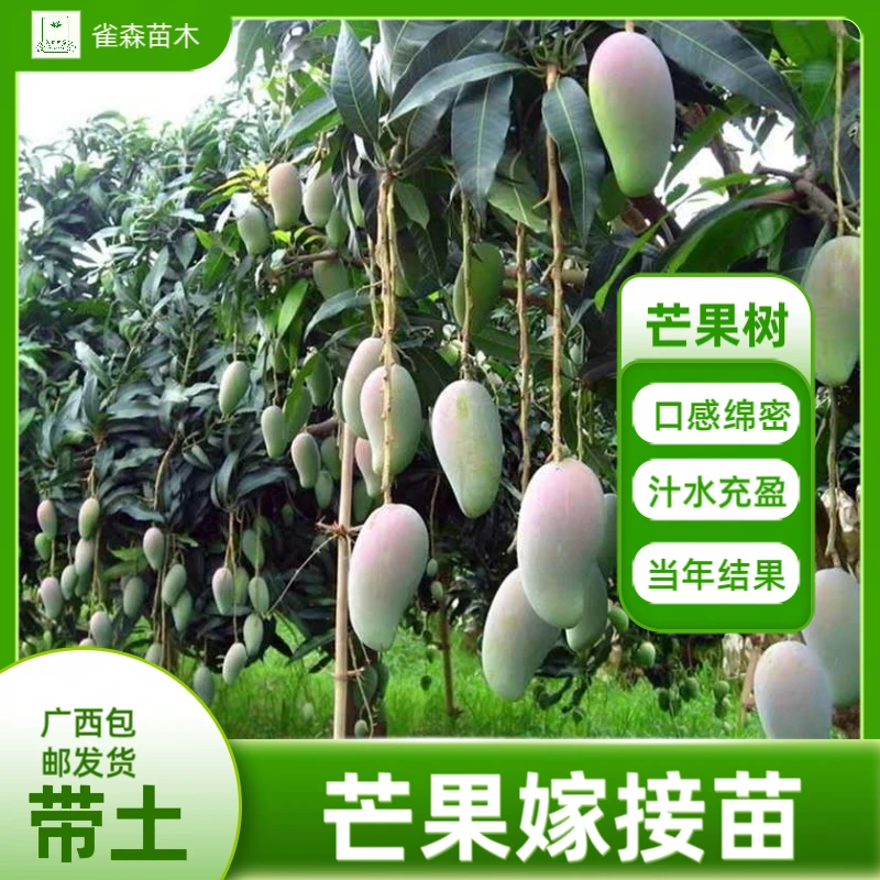 广西嫁接芒果树苗金煌芒贵妃芒四季芒当年结果带土带叶