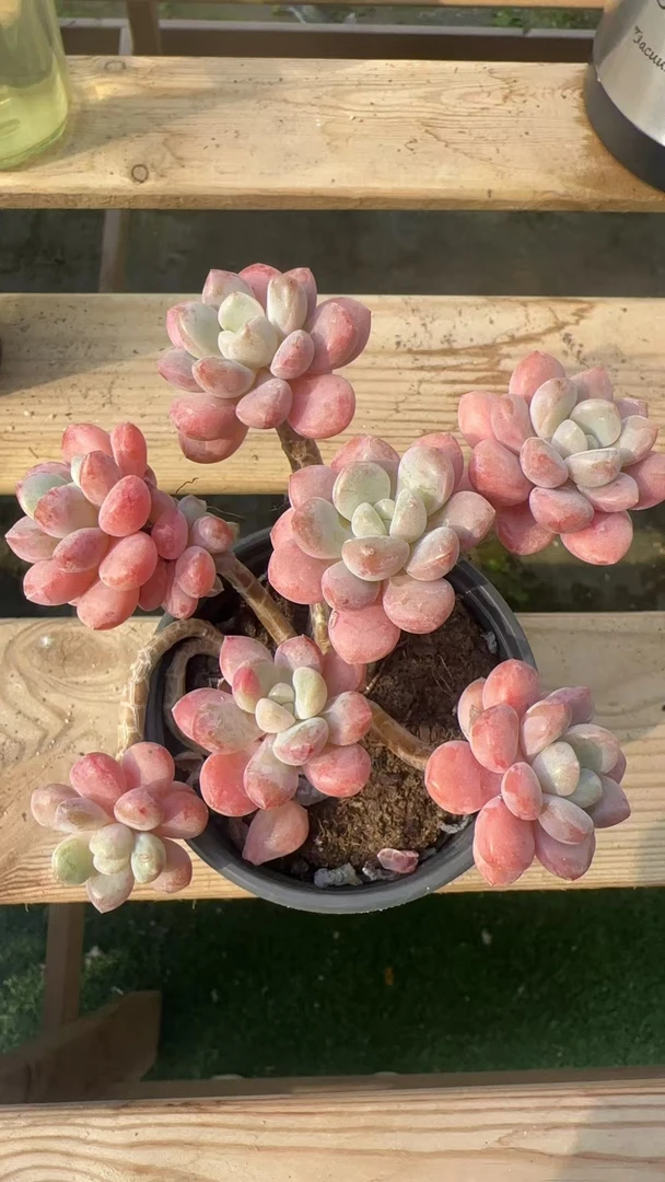 多肉植物  七头白鹭一颗（尺寸8-9左右）满2单包邮除