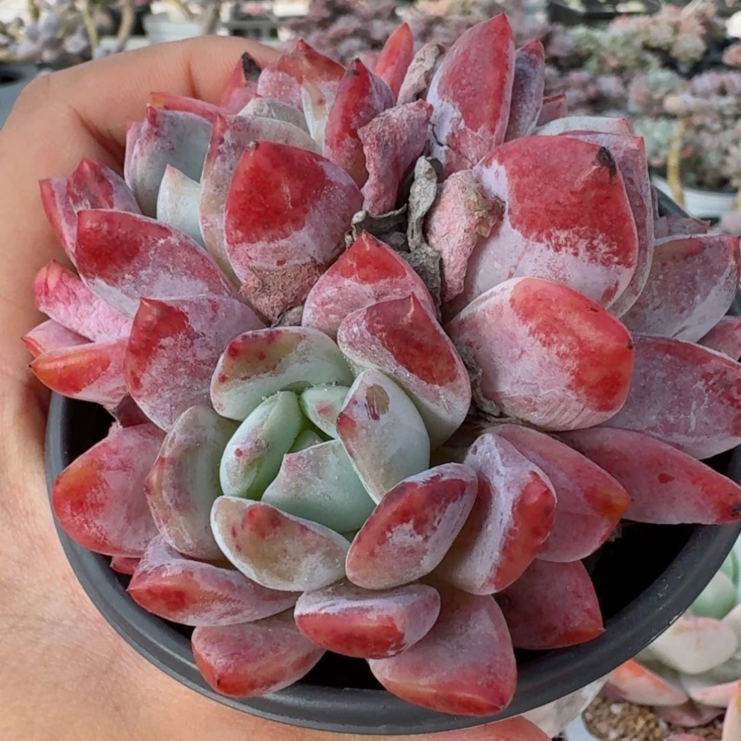 三头钻石橙1颗多肉植物