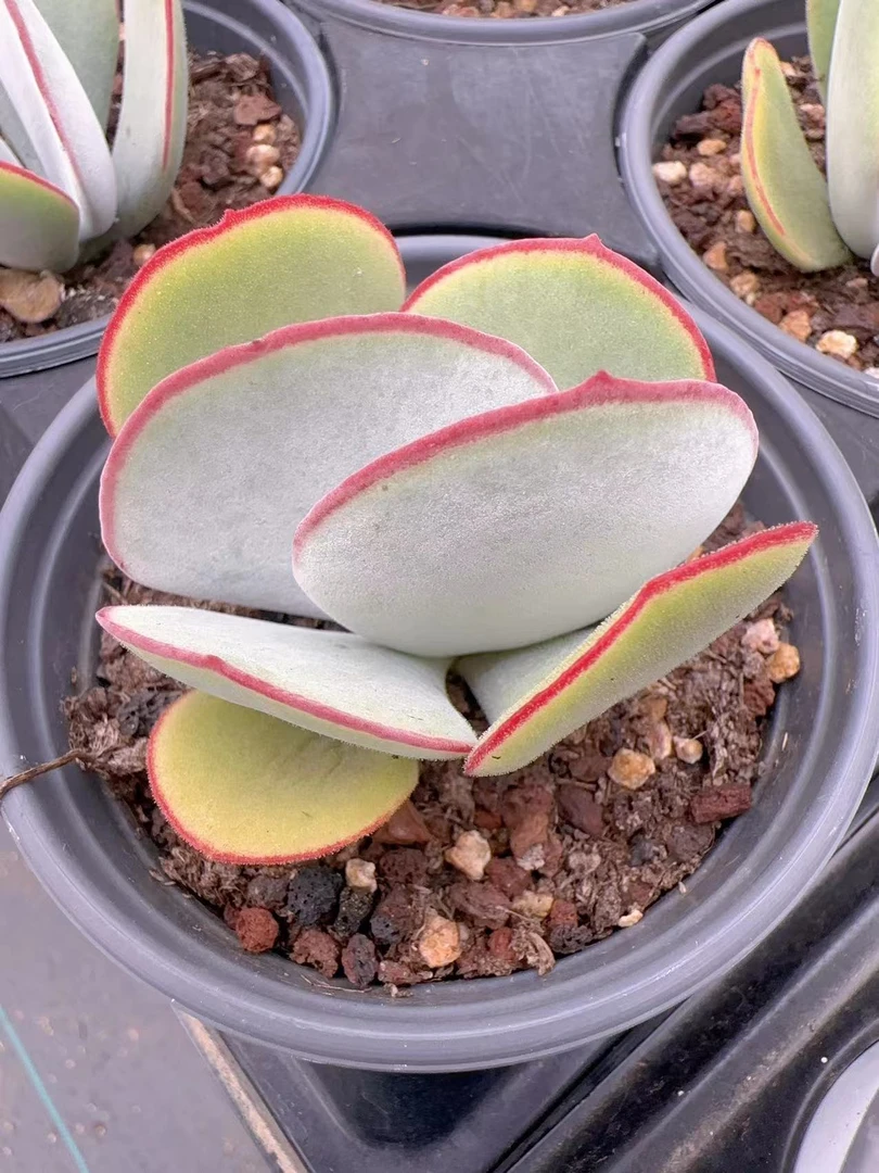 白眉1颗大（叶展6公分左右）      满2单包邮除偏远