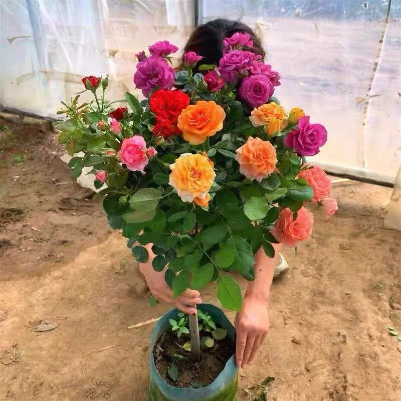 80-90厘米高树桩月季国月特大花四季开花庭院阳台高杆棒棒糖月季