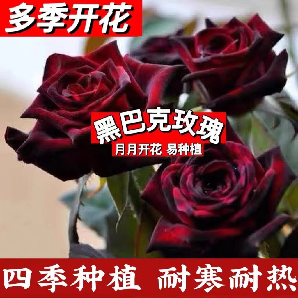 黑巴克玫瑰月季原盆原土四季开花