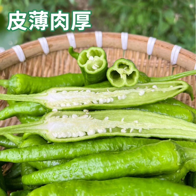 湖南大青椒辣椒扯树辣椒软薄皮微辣香脆嫩长虎皮椒 3斤5斤