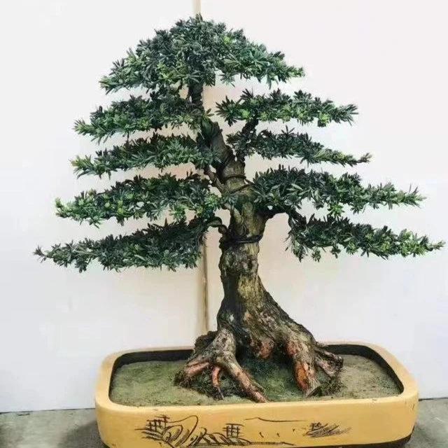 造型盆景一物一拍米叶红芽珍珠罗汉松五针松黑松黄杨客厅庭院盆栽