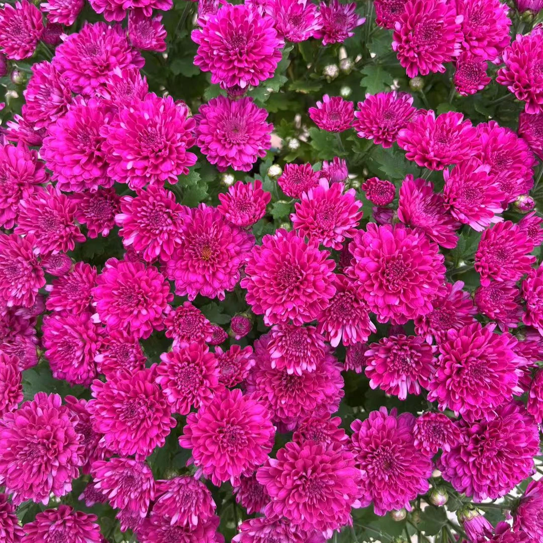 千头球菊 樱桃紫 室内外新手小白可养护盆栽