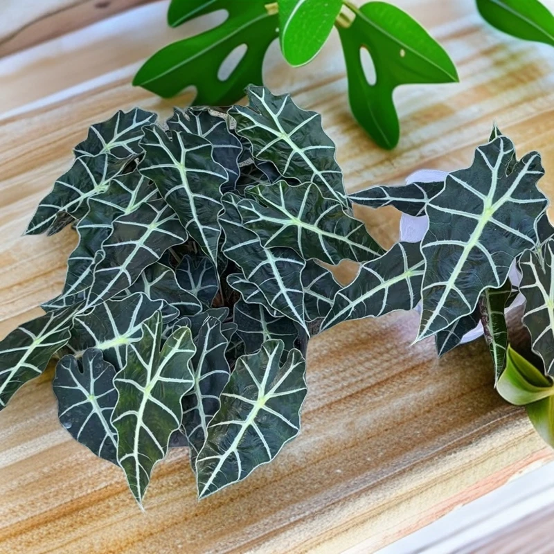 海芋 观叶热植耐热多年生
