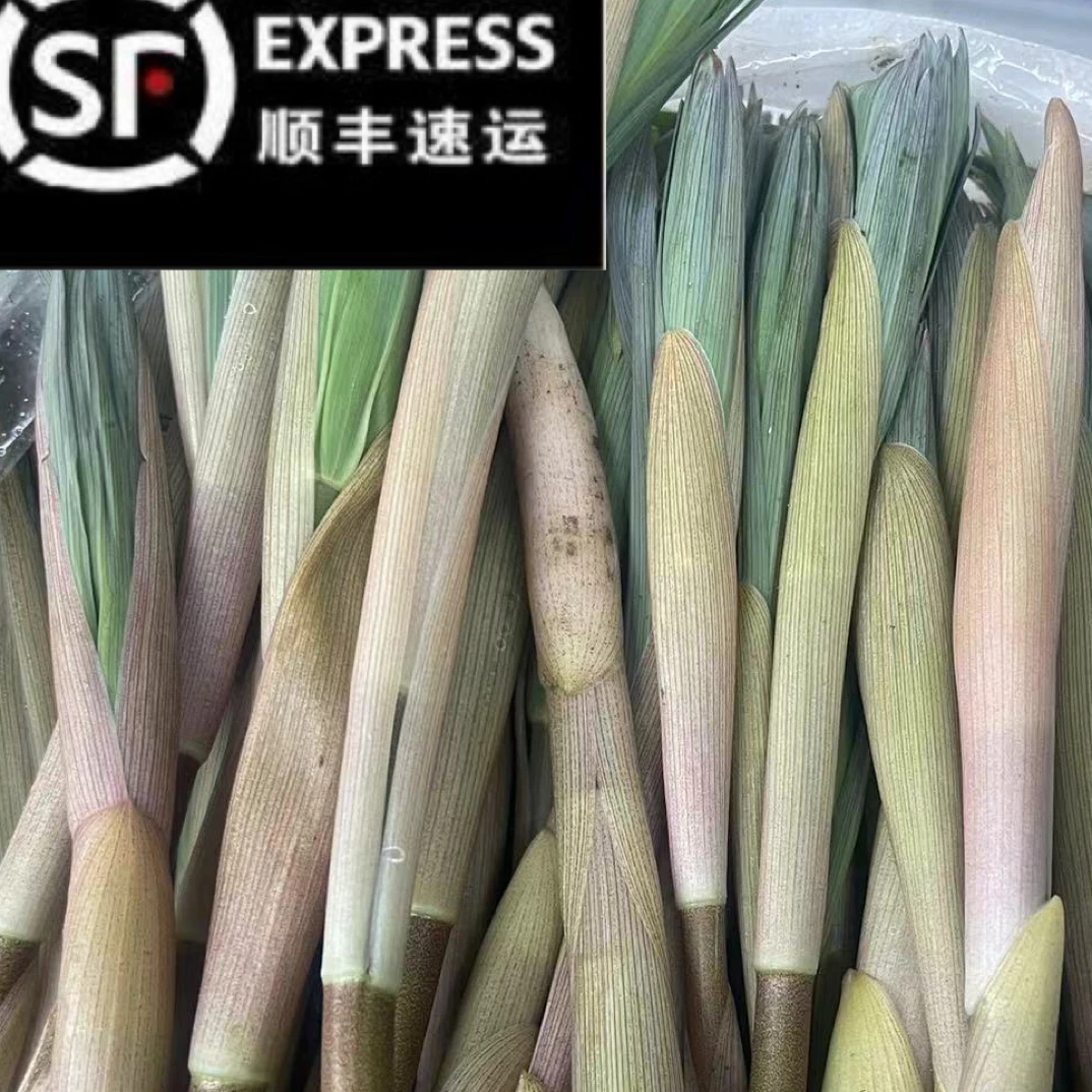 东北土特产山野菜笔管菜